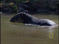 What in the World is a Tapir? What in the World is a Tapir?