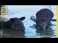 What in the World is a Tapir?