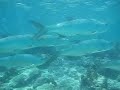 Snorkeling St John & St Thomas, USVI