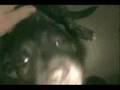 Bullmastiff video