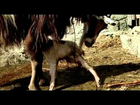 Le Quattro Volte Official UK trailer