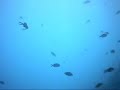ATC-2K video sub in Calabria