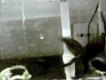 My Cute Fat Blackmoore