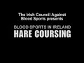 hare coursing   blood sports in ireland