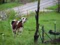 Mooing...