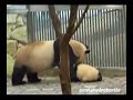 Panda Cub, run and play with Mommy