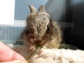 Baby wild bunny eats a daisy, Animal Advocates, Mary Cummins