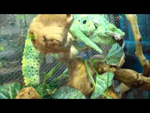 YouTube reptile video