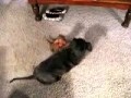 Dachshund puppies: No legs all attitude