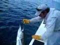 Bill wrangles Megan's 2nd Sailfish