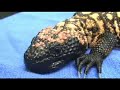 Leaping Lizards