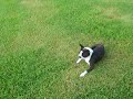 Opie playing with a land crab
