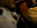 Rush's response to a Basenji howl