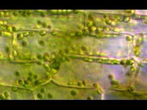 Cyclosis in Elodea
