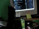 psotka the cat chases the cursor