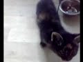 6 week old kitten eating and playing
