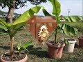 The Growth of My Grafted Banana Seedlings