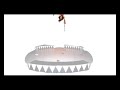 Animais de circo