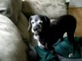 In Memory of Duchess November 26th, 1996 to October 26th 2008 In Memory of Duchess November 26th, 1996 to October 26th 2008