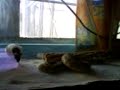 Crotalus salvin