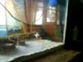 Crotalus salvin