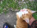 ウチに迷い込んだ猫が人懐っこすぎる件