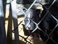 Jan 14 2008 - VID00033 Jan 14 2008 - VID00033