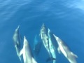 Cedros Baja Dolphins.MOV