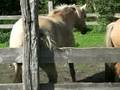 Pferd juckt der Arsch