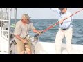 IronMan Avet vs Goliath Bass 400 Pounds Chew On This!