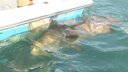 IronMan Avet vs Goliath Bass 400 Pounds Chew On This!