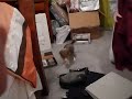 puppy-dance.html