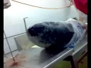 El puto atun!! PEIXE PEIXE!!