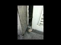 野良猫チャーシューとすき間