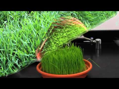 how to harvest wheatgrass seeds