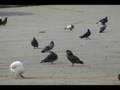 Pigeon2