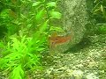 Lambchop rasboras spawning 1