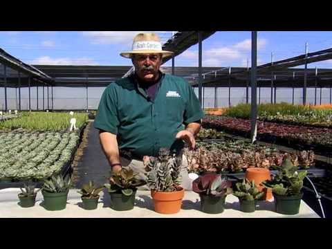 how to care kalanchoe