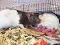 Mr. Mom Rat Mr. Mom Rat