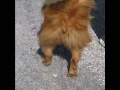 Garbo the Chow struts her stuff