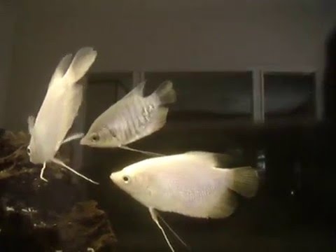 GIANT GOURAMI