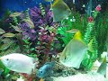 RoseLine Shark Puntius Denisonii