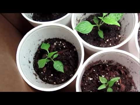 how to fertilize ghost peppers