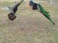 turkey vs. peacock