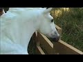 Just One Wish episode 1
