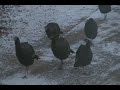Wild Turkey Walking