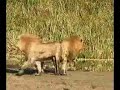 lions-vs-hyenas.html