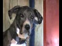 Olliver, the whining Great Dane Olliver, the whining Great Dane
