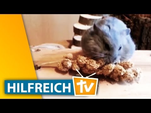 Hamster Spielzeug basteln - Beschäftigung für Nagetiere - Mein Freund der Hamster