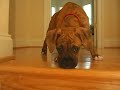 Boxer Puppy!!!!!